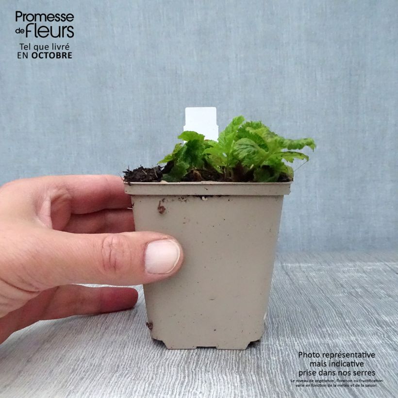 Ejemplar de Geum Cocktail Alabama Slammer - Hierba de San Benito Maceta de 8/9 cm entregado en otoño