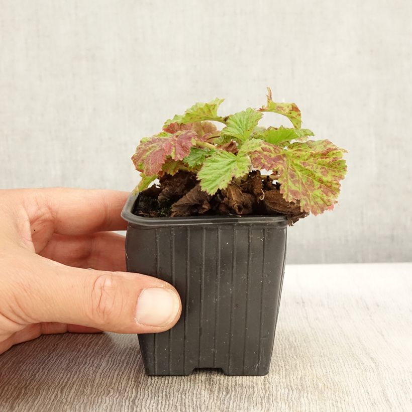 Ejemplar de Geum rivale Coppertone - Hierba de San Benito Maceta de 8/9 cm entregado en otoño