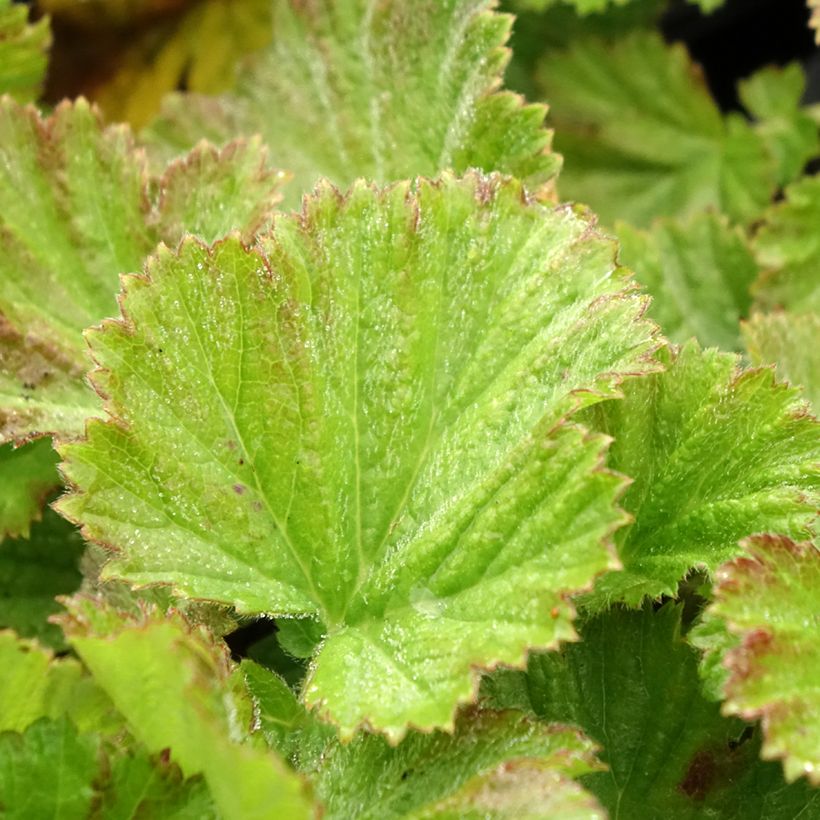 Geum rivale Coppertone - Hierba de San Benito (Follaje)