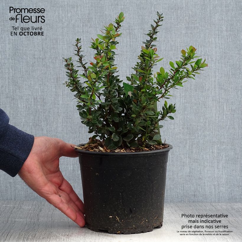 Ejemplar de Berberis buxifolia Nana - Agracejo Maceta 3L/4L entregado en otoño