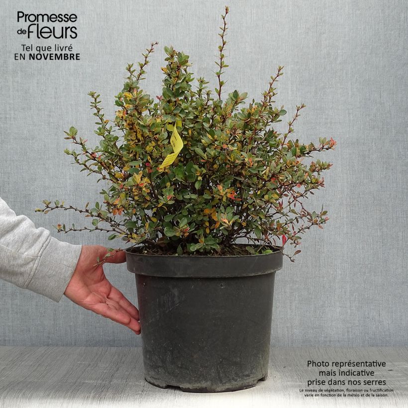 Ejemplar de Berberis buxifolia Nana - Agracejo Maceta 7,5L/10L entregado en otoño