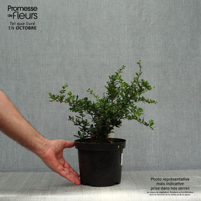 Ejemplar de Berberis darwinii Compacta - Agracejo Maceta 3L/4L entregado en otoño