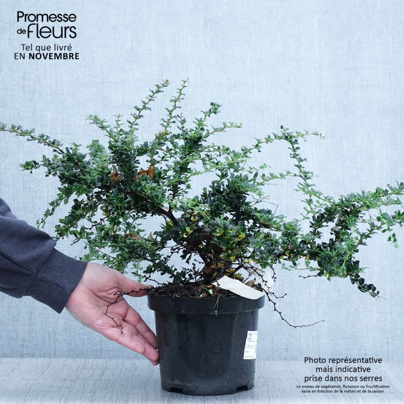 Ejemplar de Berberis darwinii Compacta - Agracejo Maceta 2L/3L entregado en otoño