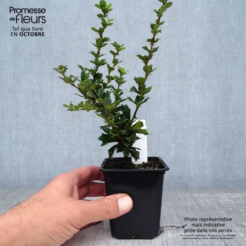 Ejemplar de Berberis darwinii - Agracejo Maceta de 8/9 cm entregado en otoño