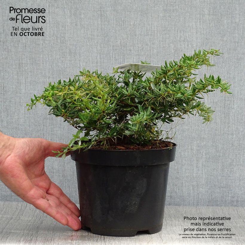 Ejemplar de Berberis frikartii Amstelveen - Agracejo Maceta 2L/3L entregado en otoño