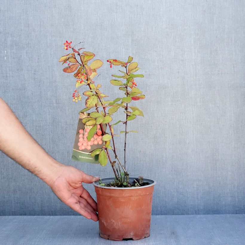Ejemplar de Agracejo - Berberis koreana Maceta 3L/4L entregado en verano
