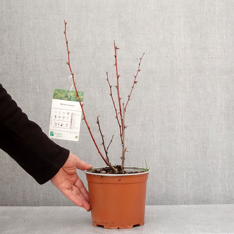 Agracejo - Berberis koreana Maceta 3L/4L Ejemplar entregado en invierno