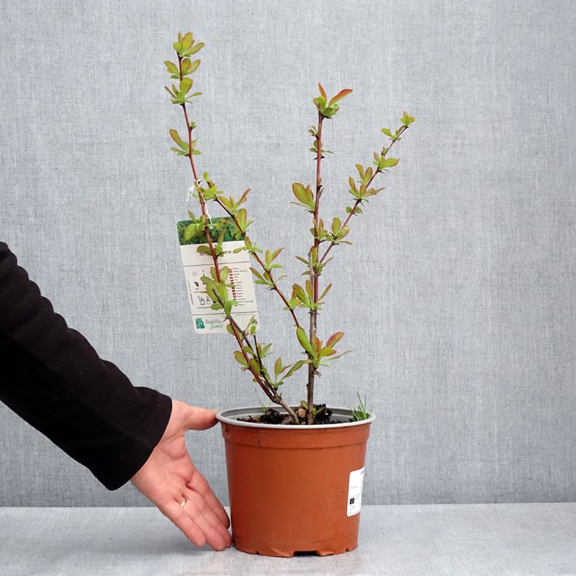 Agracejo - Berberis koreana Maceta 3L/4LAltura de entrega aprox. 40/60cm Ejemplar entregado en la primavera