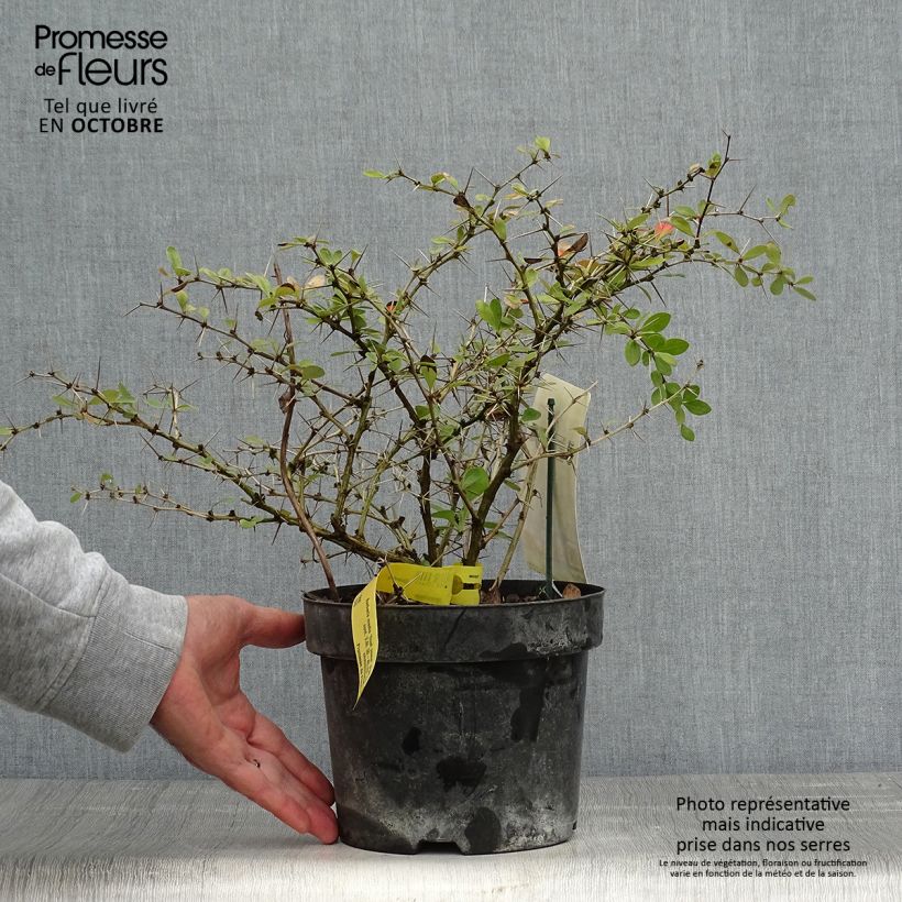 Ejemplar de Agracejo - Berberis media Dual Jewel Maceta 2L/3L entregado en otoño