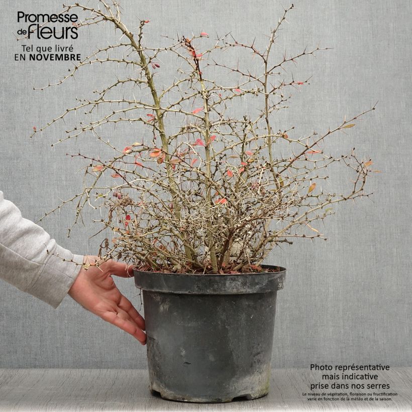 Ejemplar de Agracejo - Berberis media Dual Jewel Maceta 7,5L/10L entregado en otoño