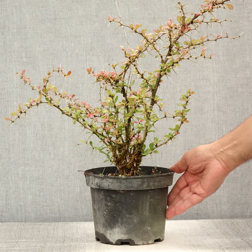 Ejemplar de Agracejo - Berberis media Parkjuweel Maceta 2L/3LAltura de entrega aprox. 20/30cm entregado en verano