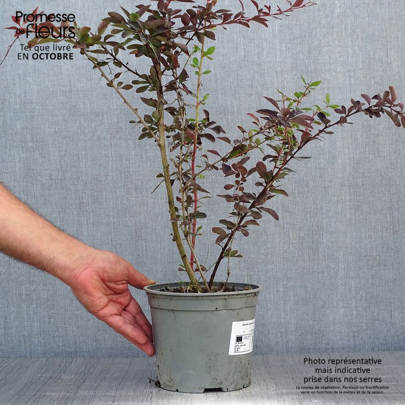 Ejemplar de Agracejo - Berberis ottawensis Auricoma Maceta 3L/4L entregado en otoño