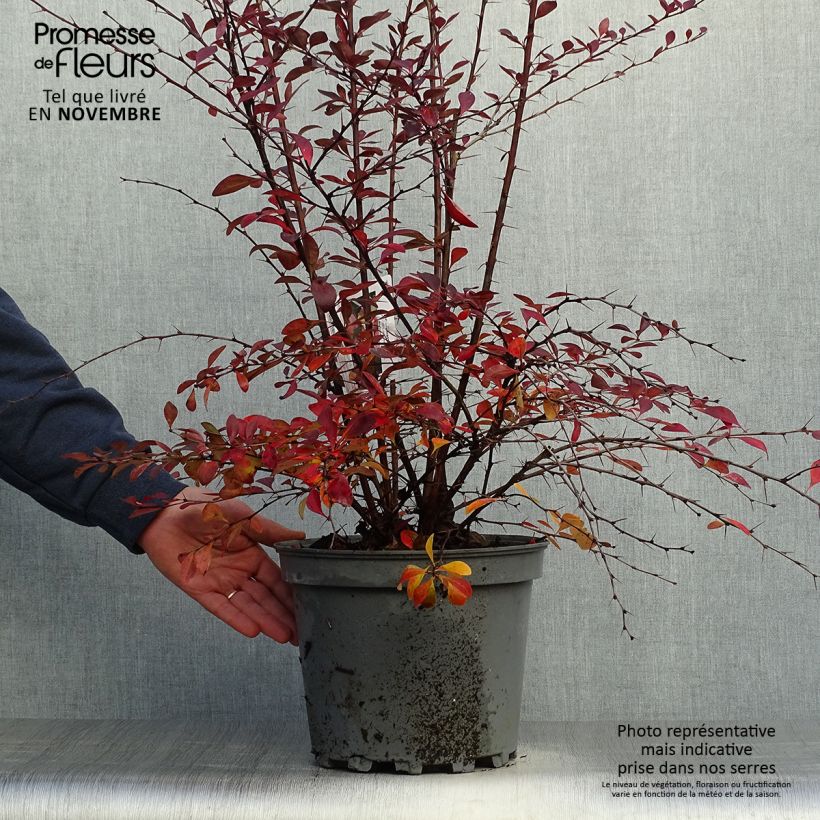 Ejemplar de Agracejo - Berberis ottawensis Auricoma Maceta 7,5L/10L entregado en otoño