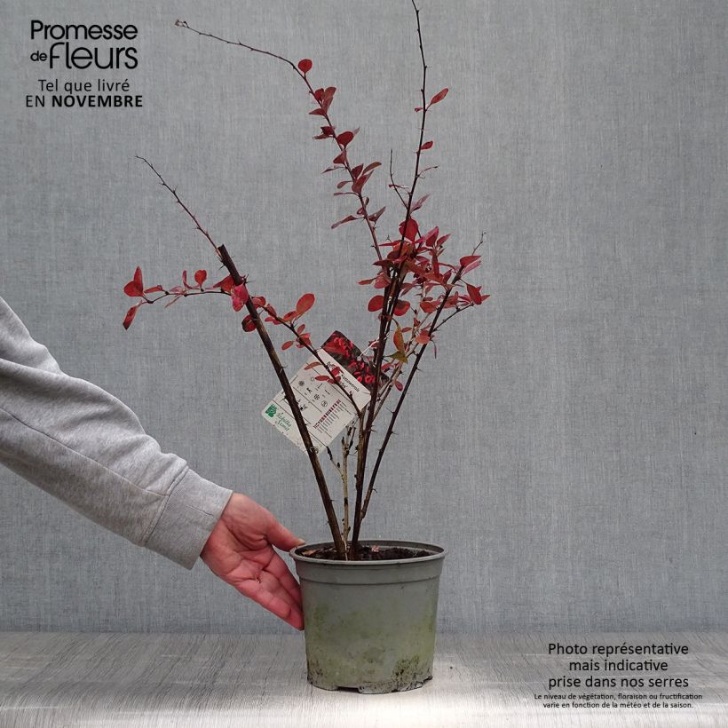 Ejemplar de Agracejo - Berberis ottawensis Superba Maceta 3L/4L entregado en otoño