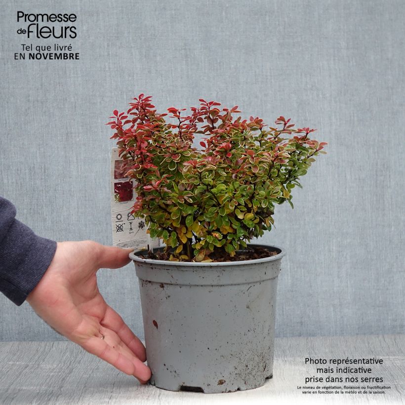 Ejemplar de Agracejo rojo - Berberis thunbergii Admiration Maceta 2L/3L entregado en otoño