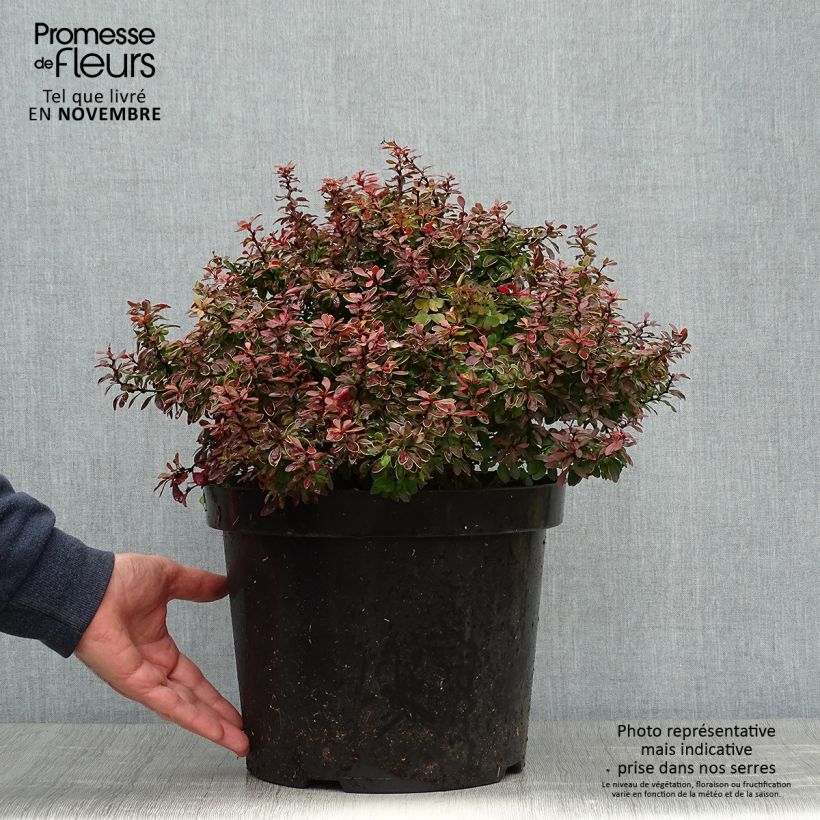 Ejemplar de Agracejo rojo - Berberis thunbergii Admiration Maceta 7,5L/10L entregado en otoño