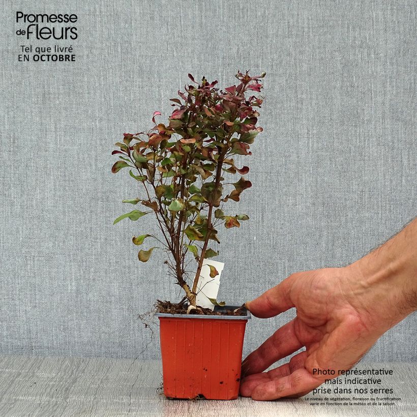 Ejemplar de Agracejo rojo - Berberis thunbergii Atropurpurea Maceta de 8/9 cm entregado en otoño