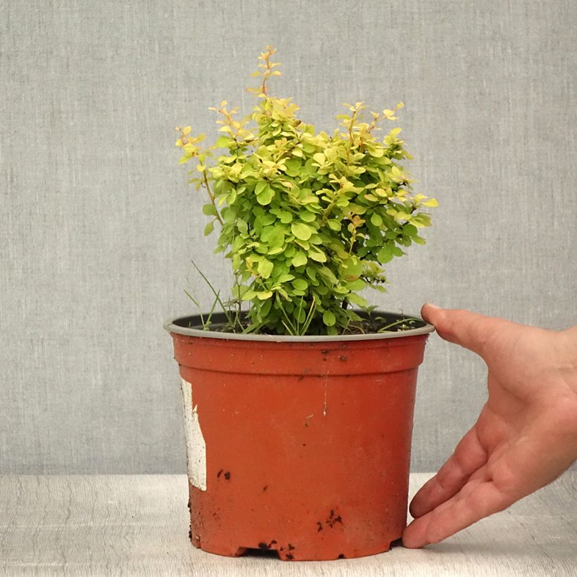 Ejemplar de Agracejo japonés - Berberis thunbergii Bonanza Gold Maceta 2L/3LAltura de entrega aprox. 15/20cm entregado en verano