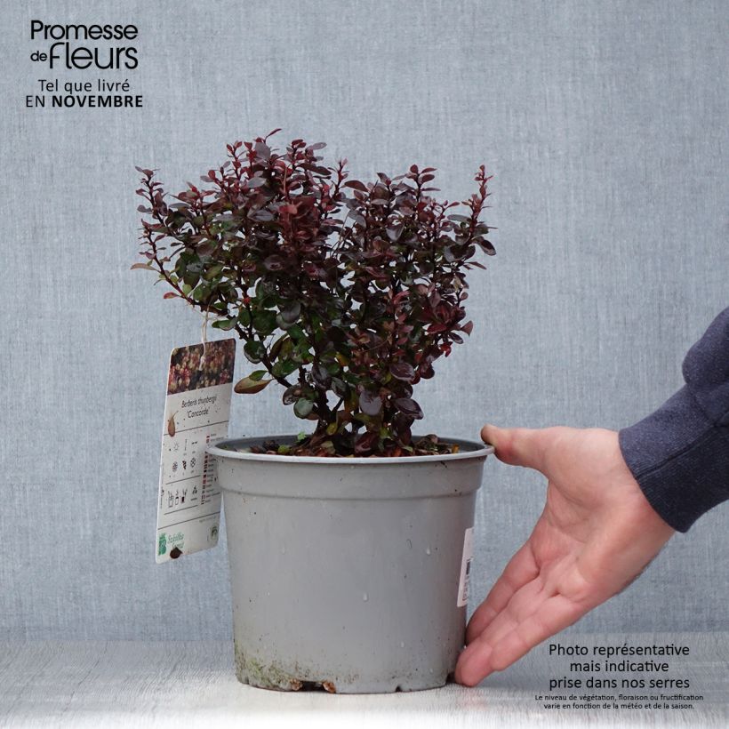 Ejemplar de Agracejo japonés - Berberis thunbergii Concorde Maceta 2L/3L entregado en otoño