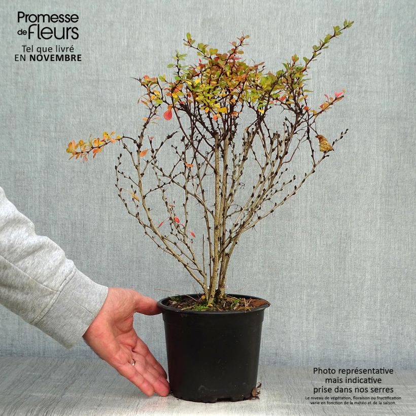 Ejemplar de Agracejo japonés - Berberis thunbergii Maceta 2L/3L entregado en otoño