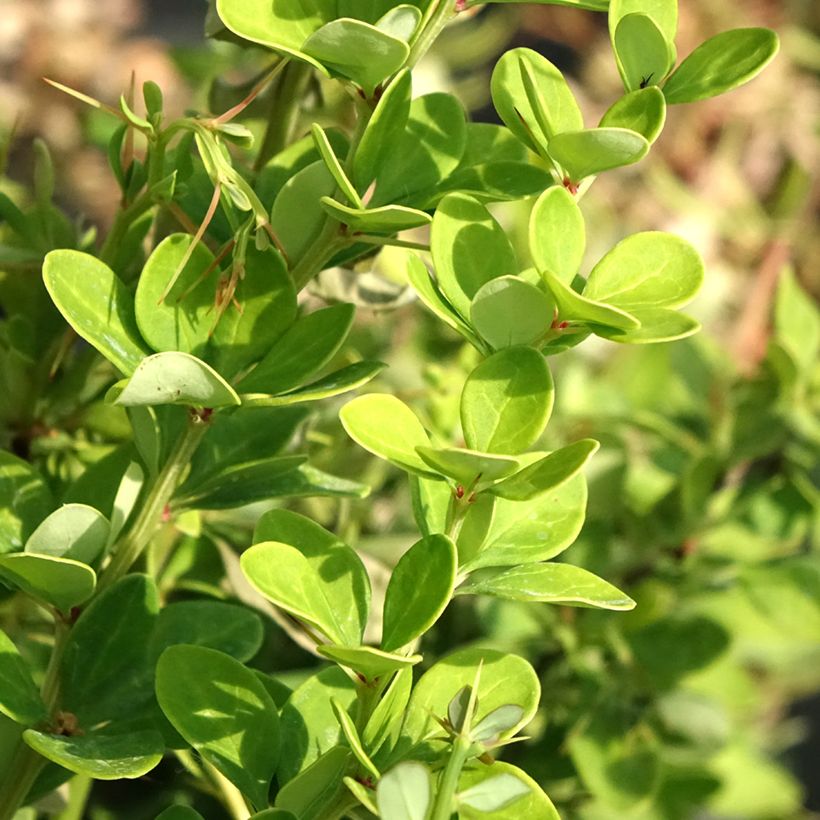 Agracejo japonés - Berberis thunbergii Erecta (Follaje)