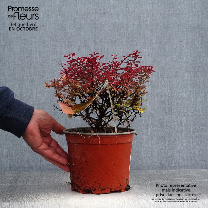 Ejemplar de Agracejo japonés - Berberis thunbergii Fireball Maceta 2L/3L entregado en otoño