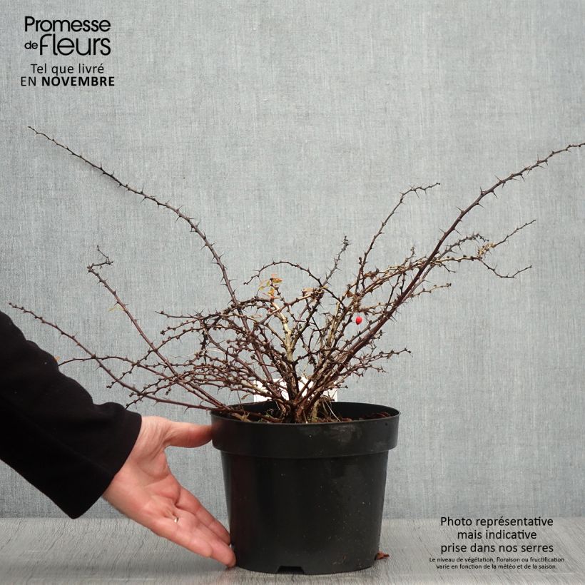 Ejemplar de Agracejo japonés - Berberis thunbergii Golden Carpet Maceta 3L/4L entregado en otoño