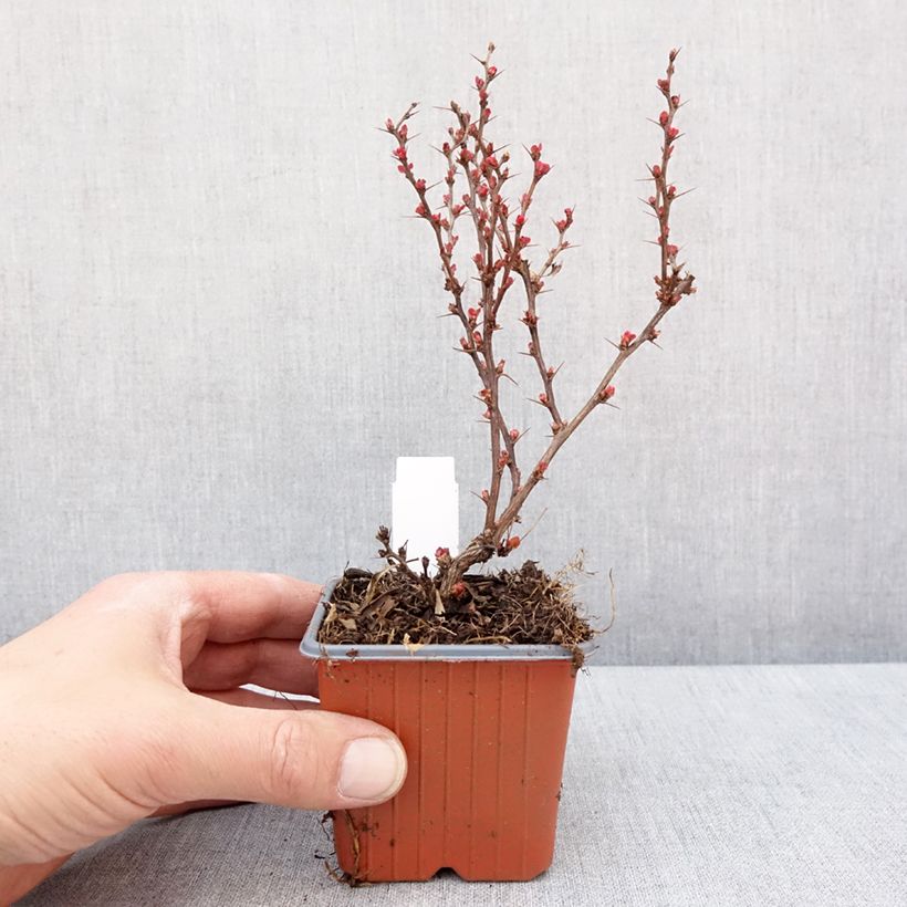 Agracejo japonés - Berberis thunbergii Golden Ruby Maceta de 8/9 cm Ejemplar entregado en invierno