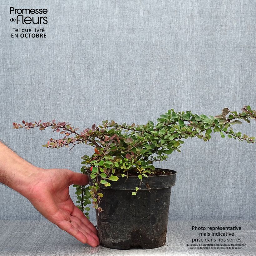 Ejemplar de Agracejo japonés - Berberis thunbergii Green Carpet Maceta 3L/4L entregado en otoño