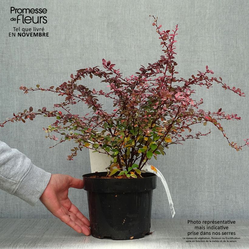 Ejemplar de Agracejo japonés - Berberis thunbergii Harlequin Maceta 2L/3L entregado en otoño