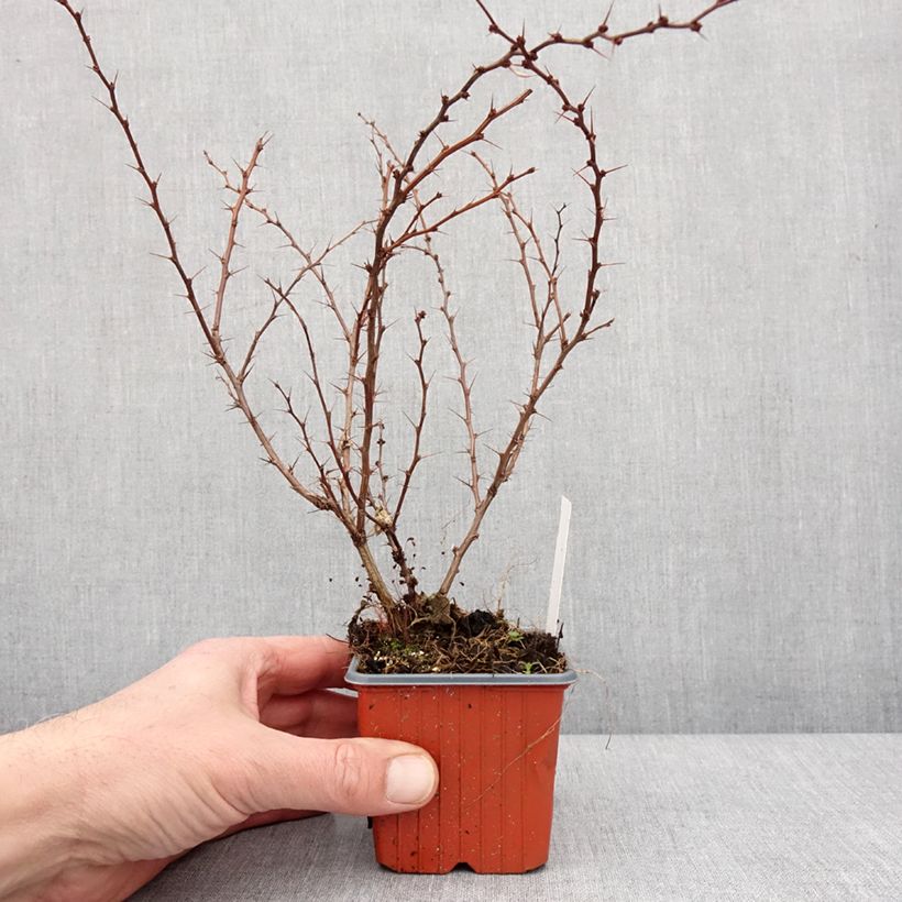 Agracejo japonés - Berberis thunbergii Kelleriis Maceta de 8/9 cm Ejemplar entregado en invierno