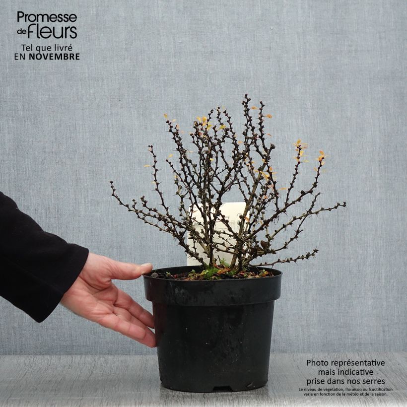 Ejemplar de Agracejo japonés - Berberis thunbergii Kobold Maceta 2L/3L entregado en otoño