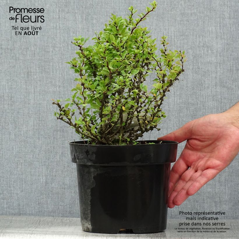 Ejemplar de Agracejo japonés - Berberis thunbergii Kobold Maceta 2L/3LAltura de entrega aprox. 20/25cm entregado en verano