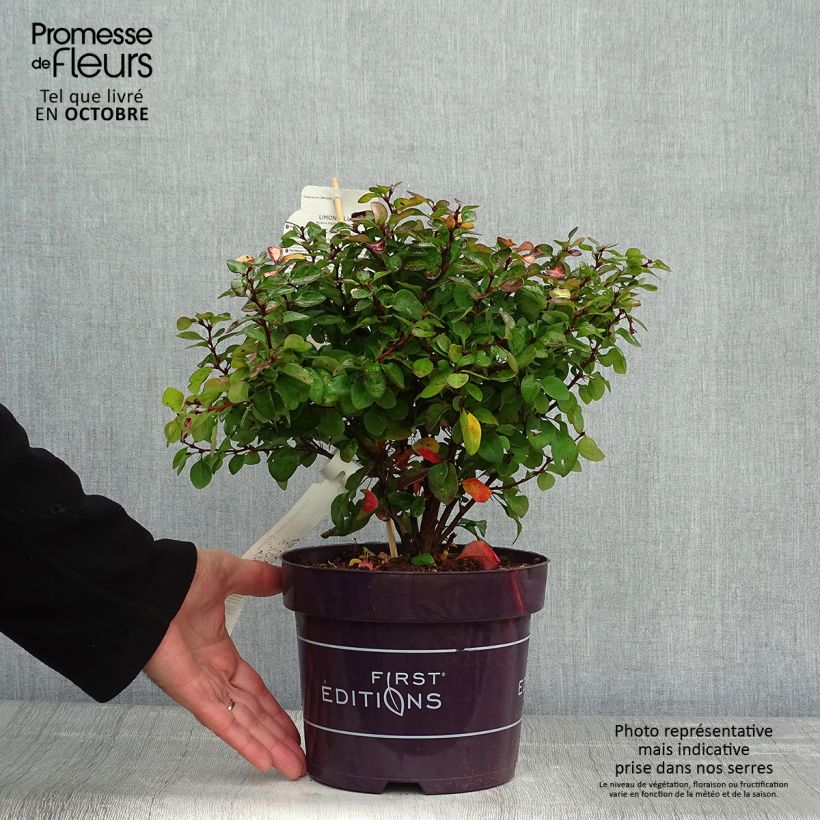 Ejemplar de Agracejo japonés - Berberis thunbergii Limoncello Maceta 3L/4L entregado en otoño