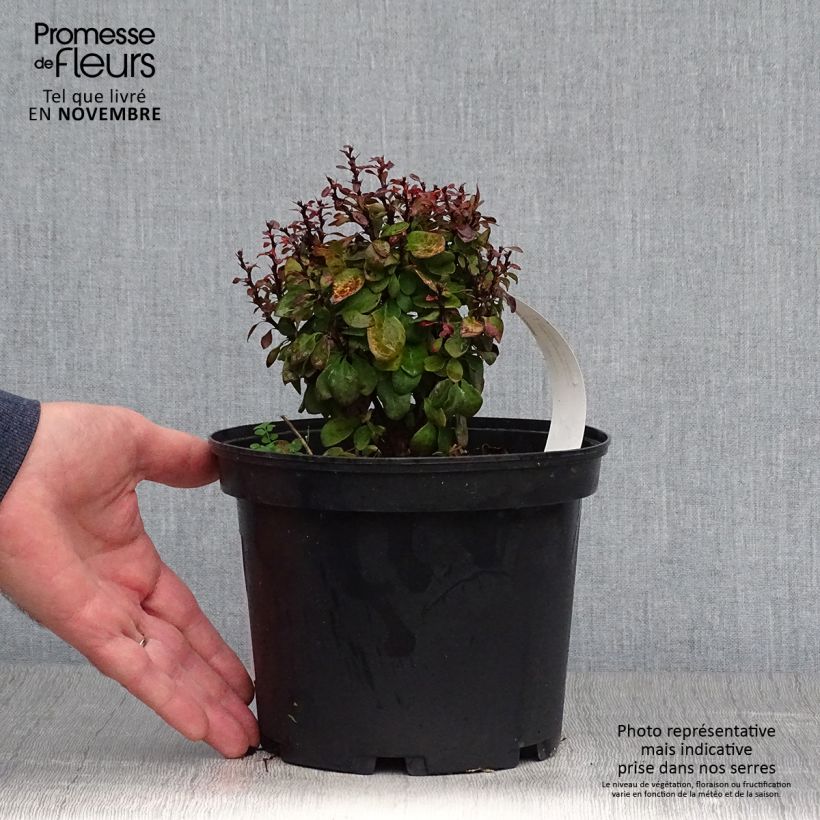 Ejemplar de Agracejo japonés - Berberis thunbergii Lutin Rouge Maceta 2L/3L entregado en otoño