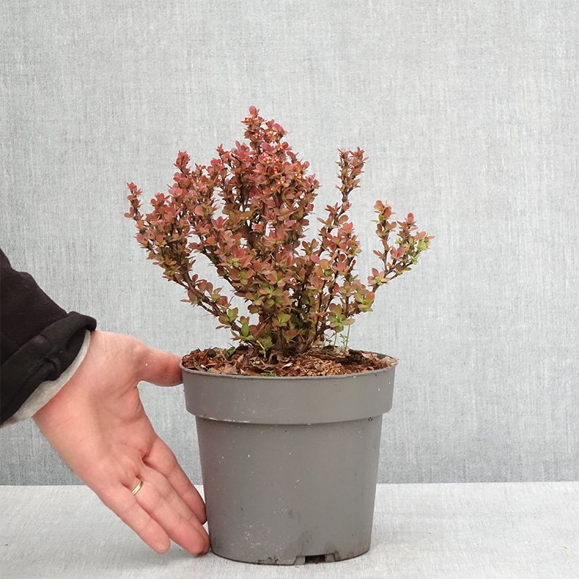 Agracejo japonés - Berberis thunbergii Lutin Rouge Maceta 2L/3LAltura de entrega aprox. 20/25cm Ejemplar entregado en la primavera