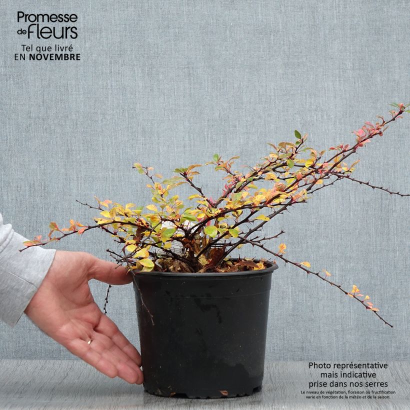 Ejemplar de Agracejo japonés - Berberis thunbergii Natasza Maceta 2L/3L entregado en otoño