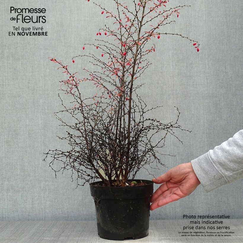 Ejemplar de Agracejo japonés - Berberis thunbergii Orange Dream Maceta 2L/3L entregado en otoño