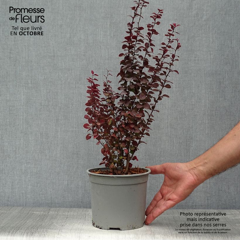 Ejemplar de Agracejo japonés - Berberis thunbergii Orange Rocket Maceta 3L/4L entregado en otoño