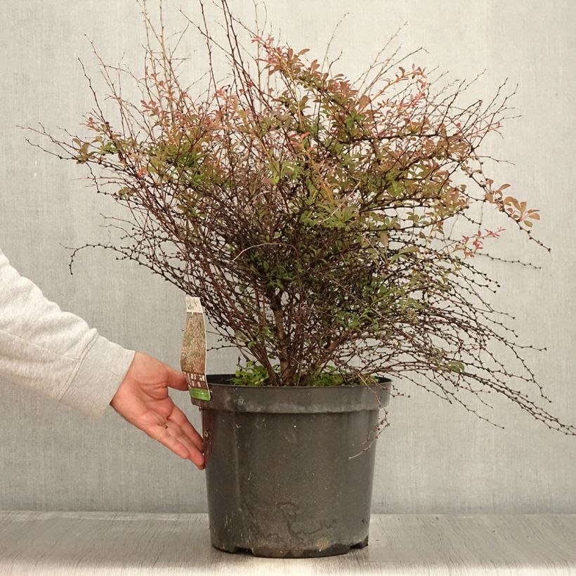 Ejemplar de Agracejo japonés - Berberis thunbergii Red Dream Maceta 7,5L/10L entregado en otoño