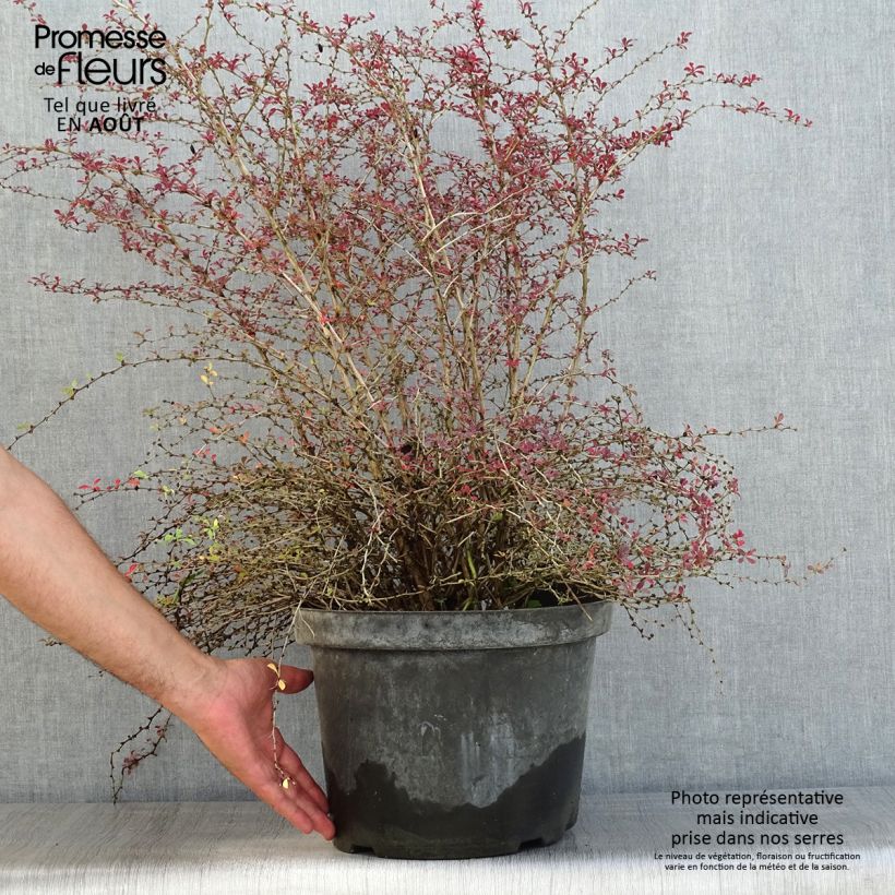 Ejemplar de Agracejo japonés - Berberis thunbergii Red Dream Maceta 7,5L/10LAltura de entrega aprox. 40/50cm entregado en verano