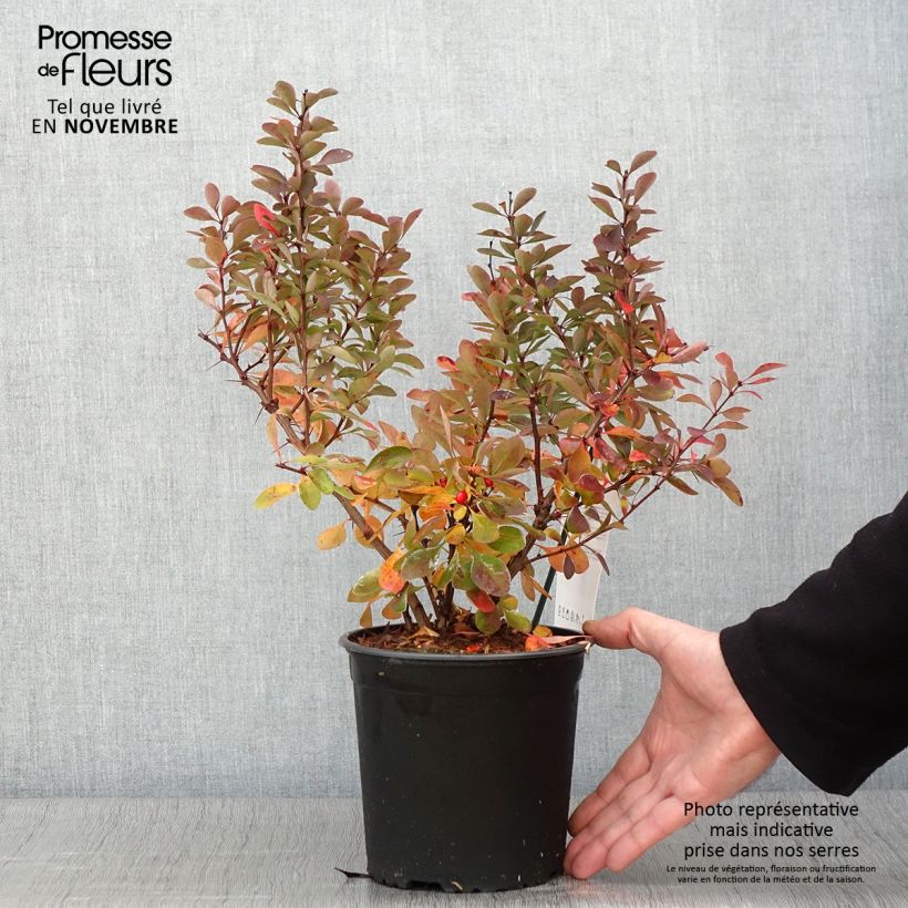 Ejemplar de Agracejo japonés - Berberis thunbergii Red Rocket Maceta 2L/3L entregado en otoño