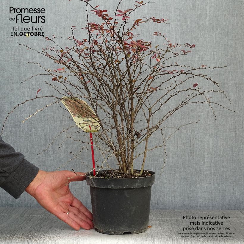 Ejemplar de Agracejo japonés - Berberis thunbergii Rosy Glow Maceta 2L/3L entregado en otoño