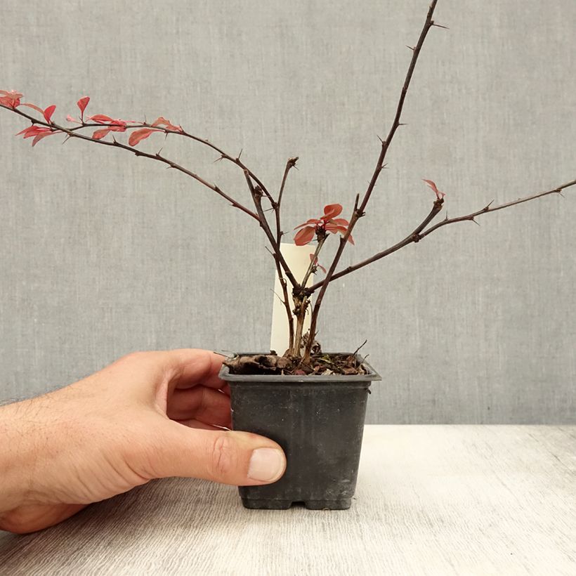 Ejemplar de Agracejo japonés - Berberis thunbergii Rosy Glow Maceta de 8/9 cm entregado en otoño