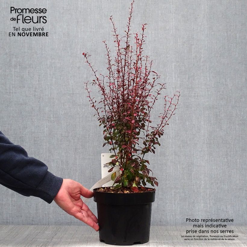 Ejemplar de Agracejo japonés - Berberis thunbergii Rosy Rocket Maceta 2L/3L entregado en otoño