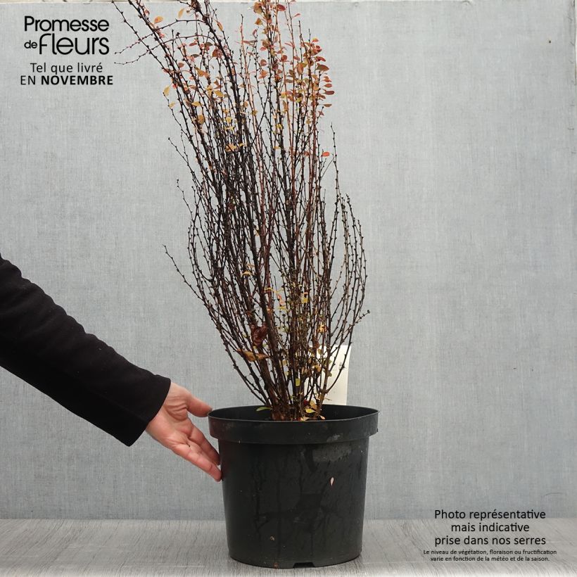 Ejemplar de Agracejo japonés - Berberis thunbergii Rosy Rocket Maceta 7,5L/10L entregado en otoño