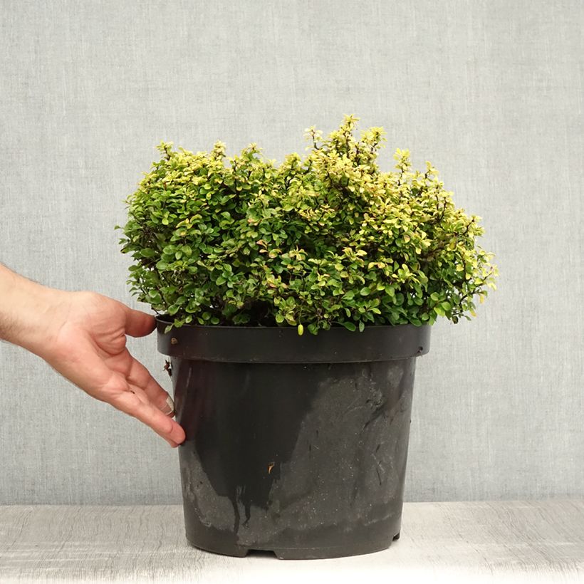 Ejemplar de Agracejo japonés - Berberis thunbergii Tiny Gold Maceta 7,5L/10L entregado en verano