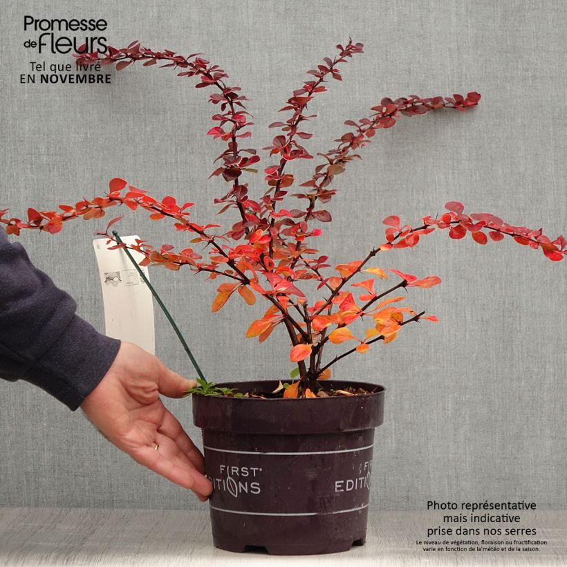 Ejemplar de Agracejo japonés - Berberis thunbergii Toscana Maceta 2L/3L entregado en otoño