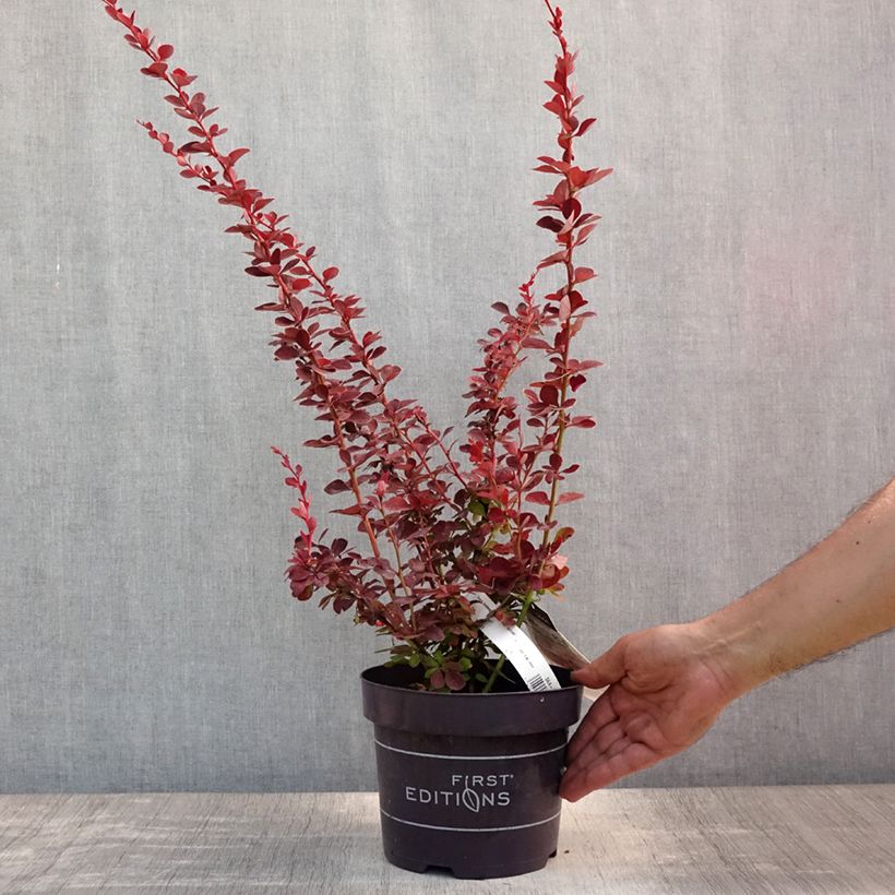 Ejemplar de Agracejo japonés - Berberis thunbergii Toscana Maceta 2L/3LAltura de entrega aprox. 40/60cm entregado en verano