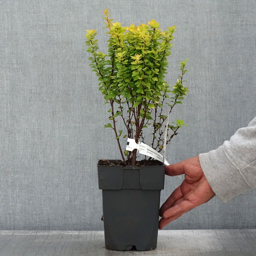 Ejemplar de Agracejo japonés - Berberis thunbergii Yellow Tower Maceta 2L/3L entregado en otoño